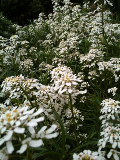 Iberis