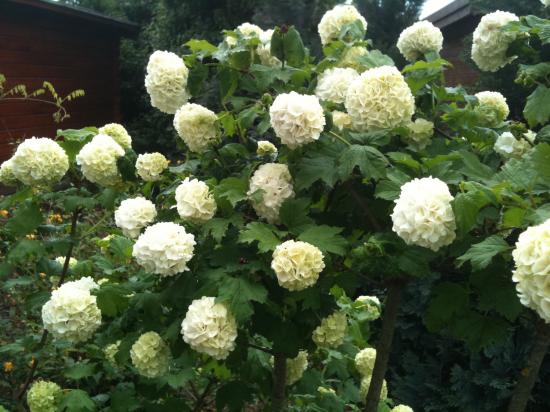 Viburnum
