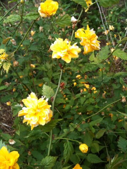 Keria japonica