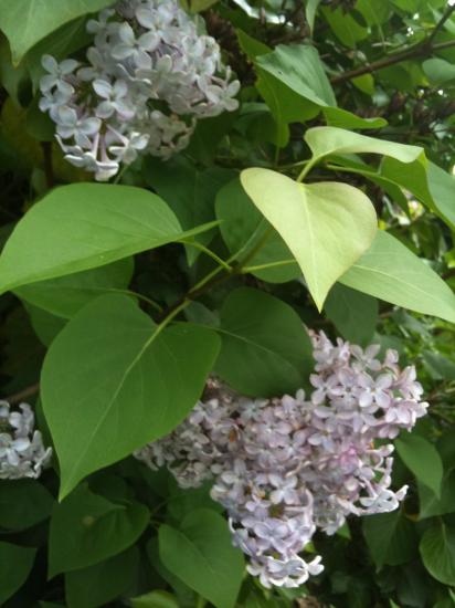 Lilas