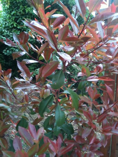 Photinia Red Robin