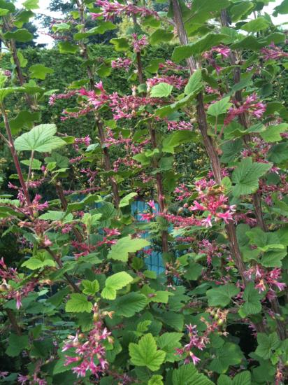 Ribes Grosseilier a fleurs