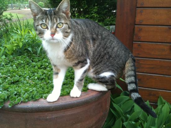Notre chat