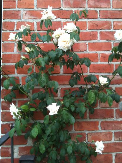 Rosier Grimpant
