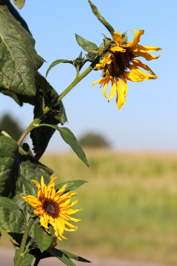 Tournesol