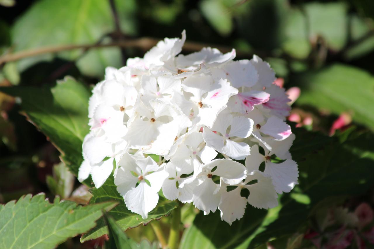 Hortensia