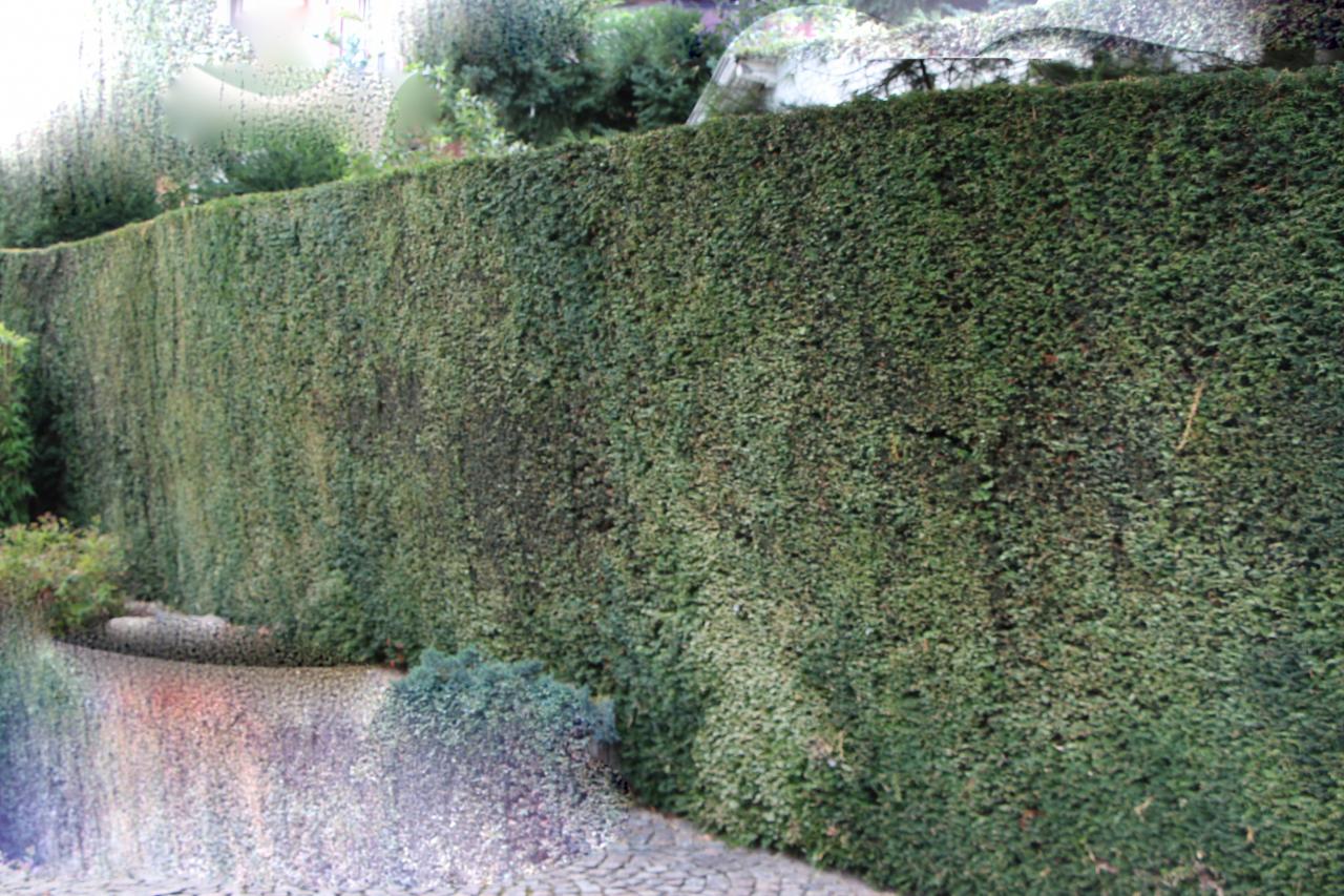 Taxus