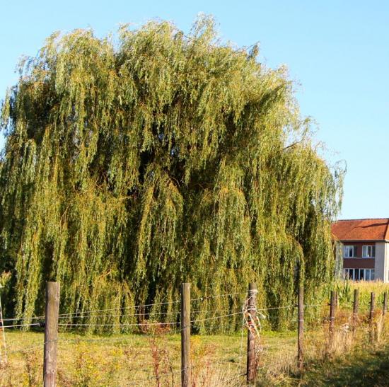 salix.jpg